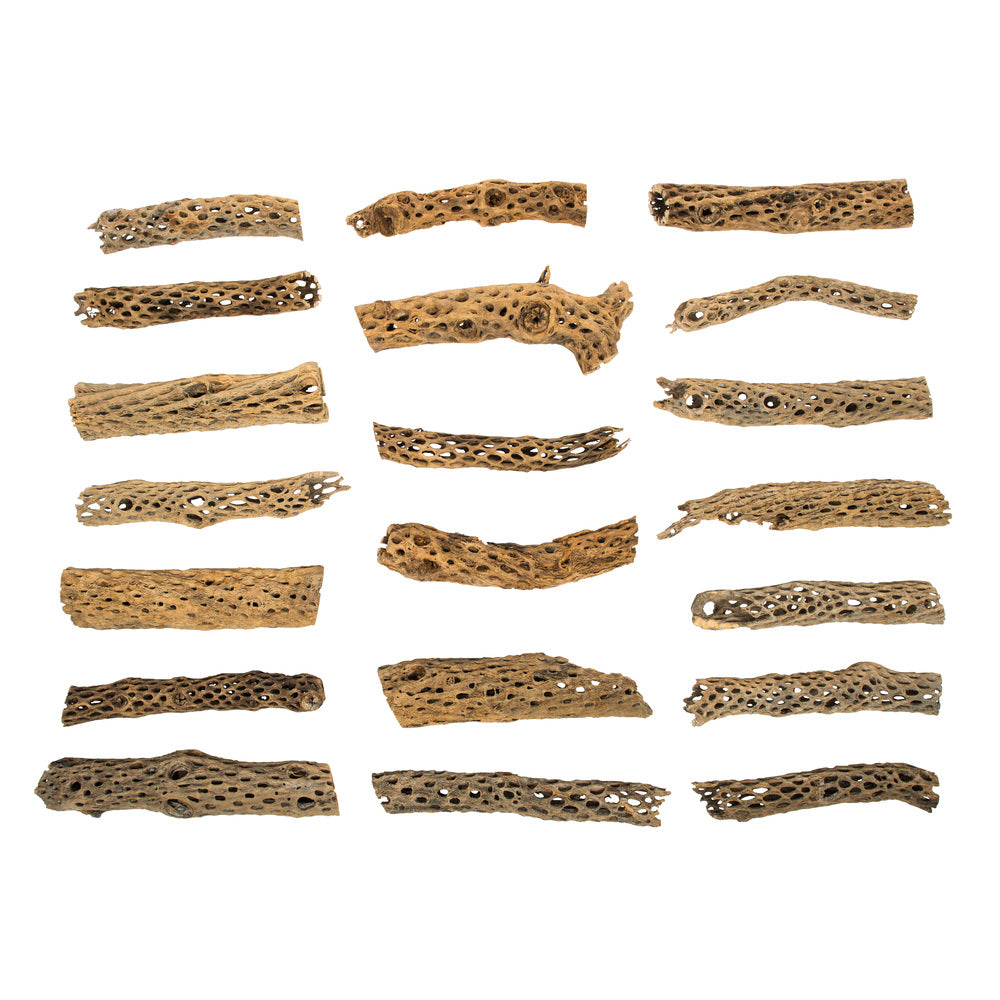 Vickerman 10-12" Weathered Cholla Deco Segment 1 piece Dried