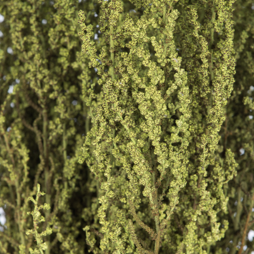 Vickerman 14-18" Oasis Green Stoebe Bundle Preserved