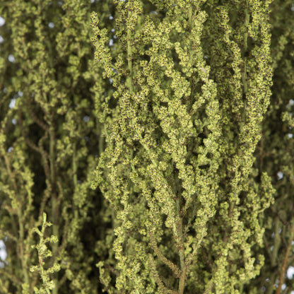 Vickerman 14-18" Oasis Green Stoebe Bundle Preserved