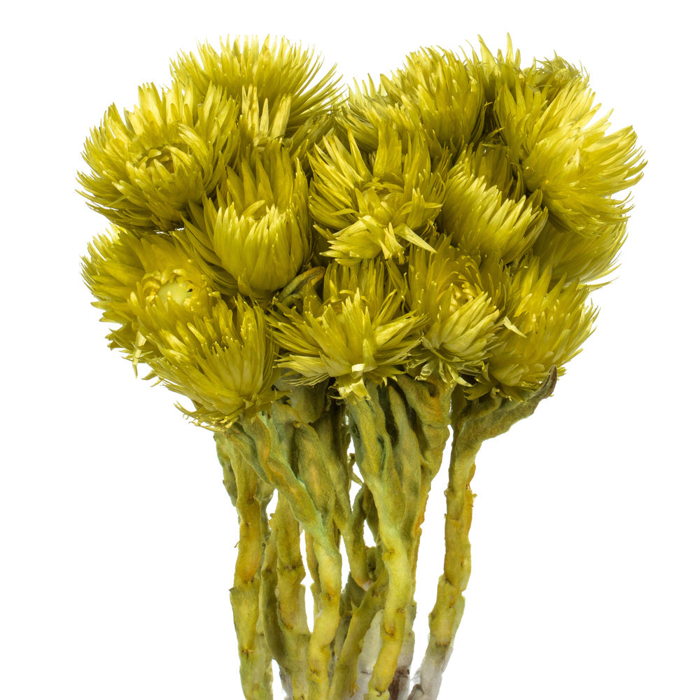 Vickerman 13-14" Basil Everlasting Flowers approximately 23 blooms Dried