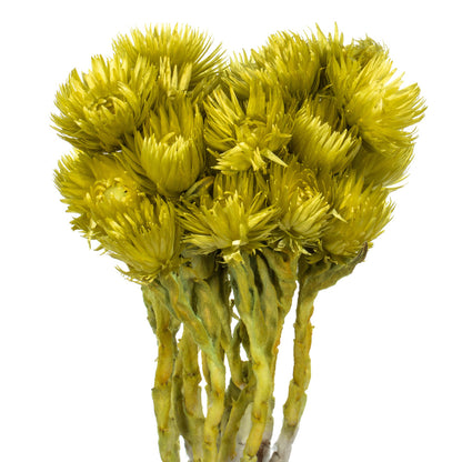 Vickerman 13-14" Basil Everlasting Flowers approximately 23 blooms Dried