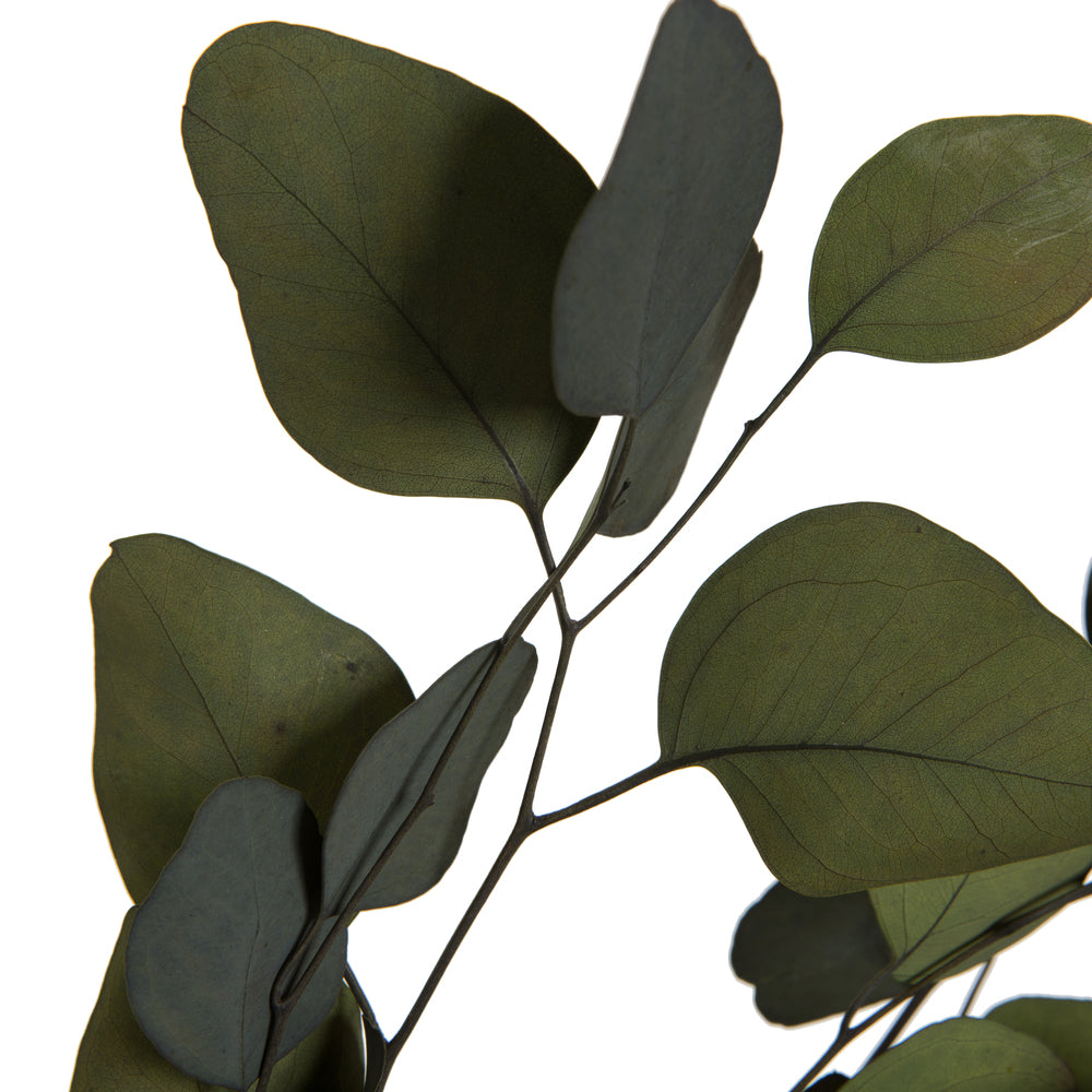 Vickerman Natural Botanicals 18-20" x 8" Eucalyptus Populus Green 100 grams per unit