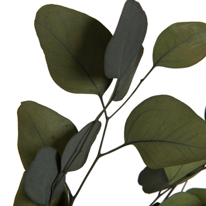 Vickerman Natural Botanicals 18-20" x 8" Eucalyptus Populus Green 100 grams per unit