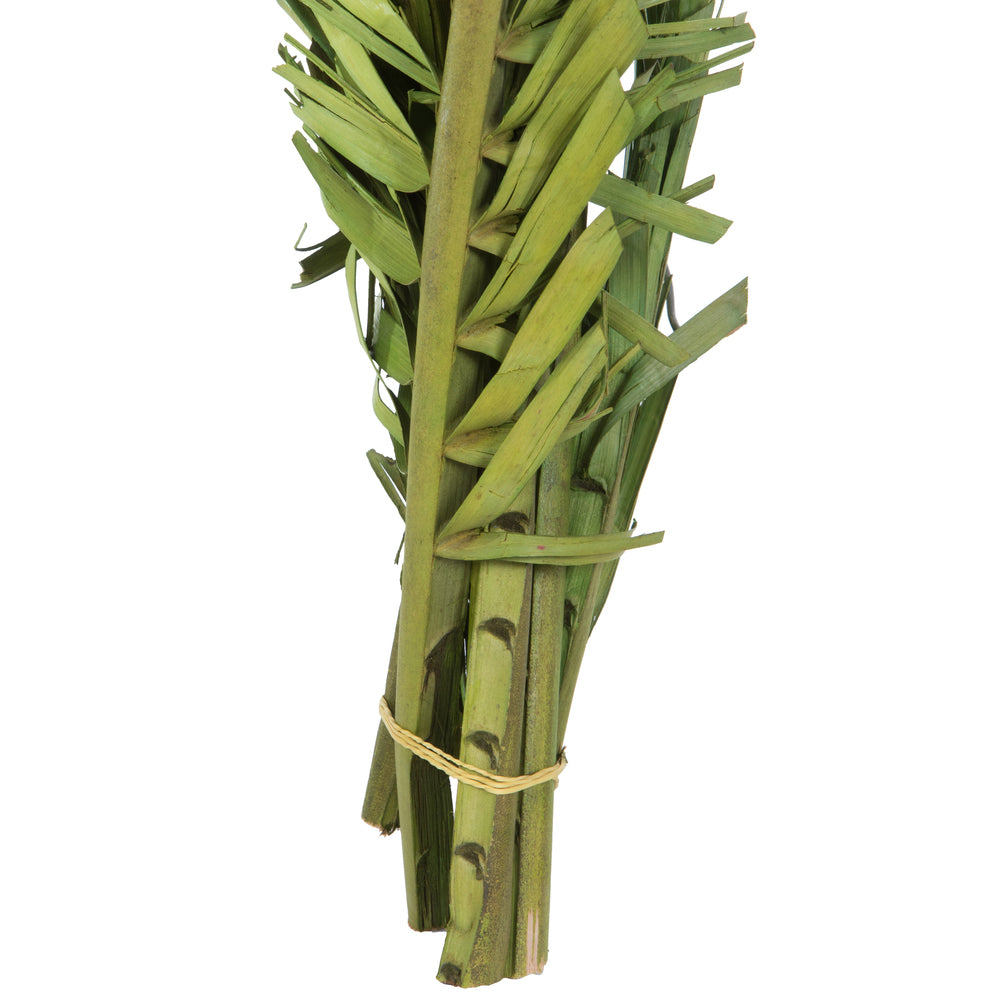 Vickerman 40-48" Foliage Green Coco Palms - Twisted 6 stems Dried
