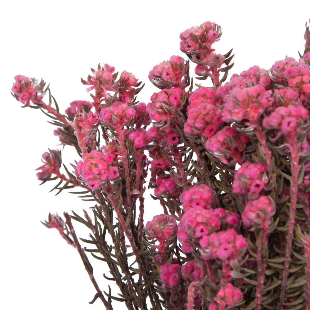 Vickerman 16-22" Light Pink Cotton Phylica Flower 4-5 oz Bundle Preserved