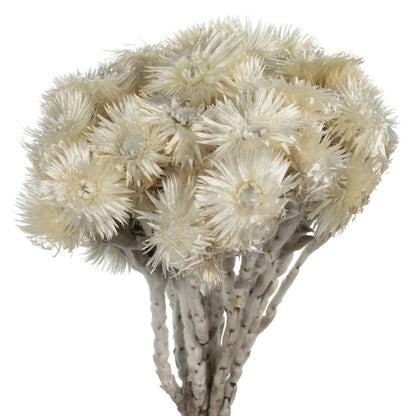 Vickerman 13-14" Natural White Everlasting Flowers approximately 23 blooms Dried