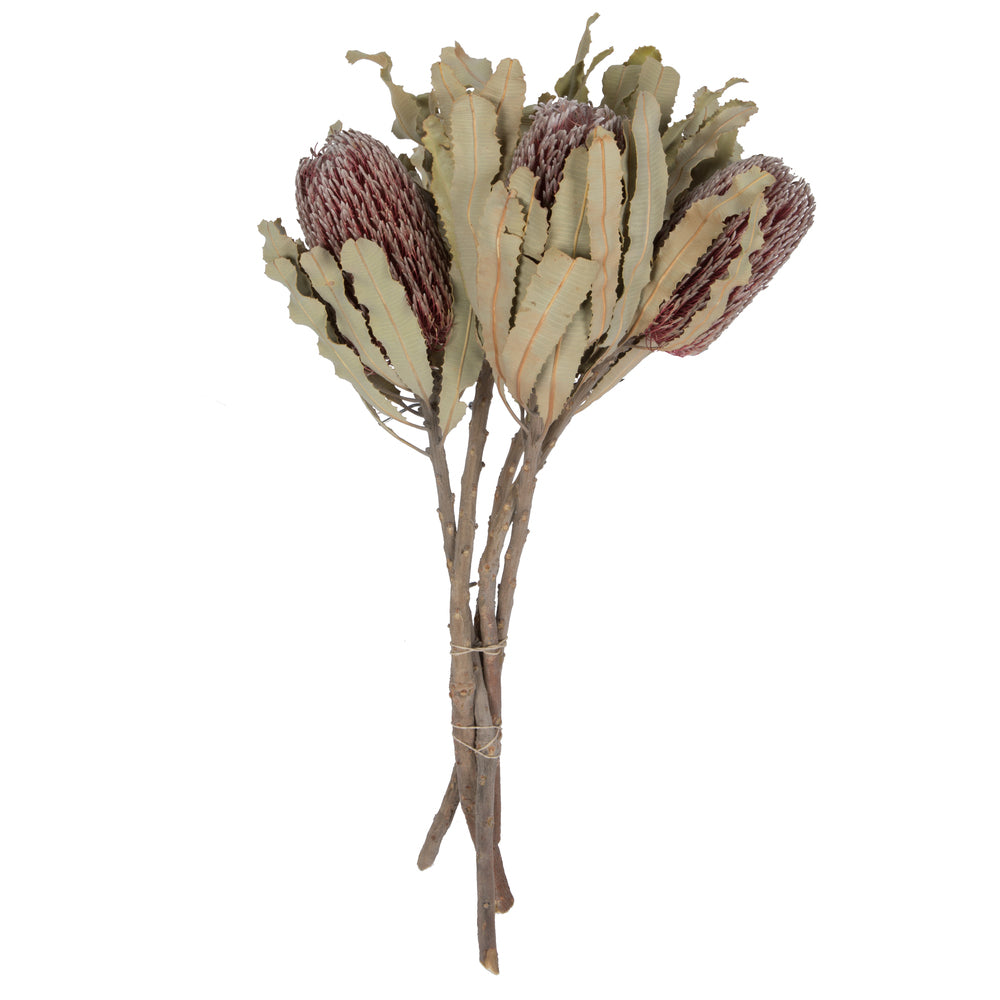 Vickerman 12" Natural Pink Banksia Menzi Flower with Stem. Includes 3 Stems per Pack Dried