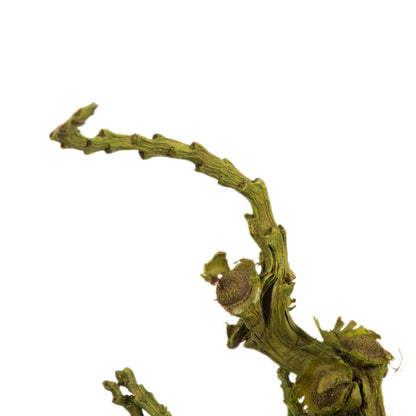 Vickerman 18 x 5" Basil Olympia Seed Pod - Small/Petite 1 piece Dried