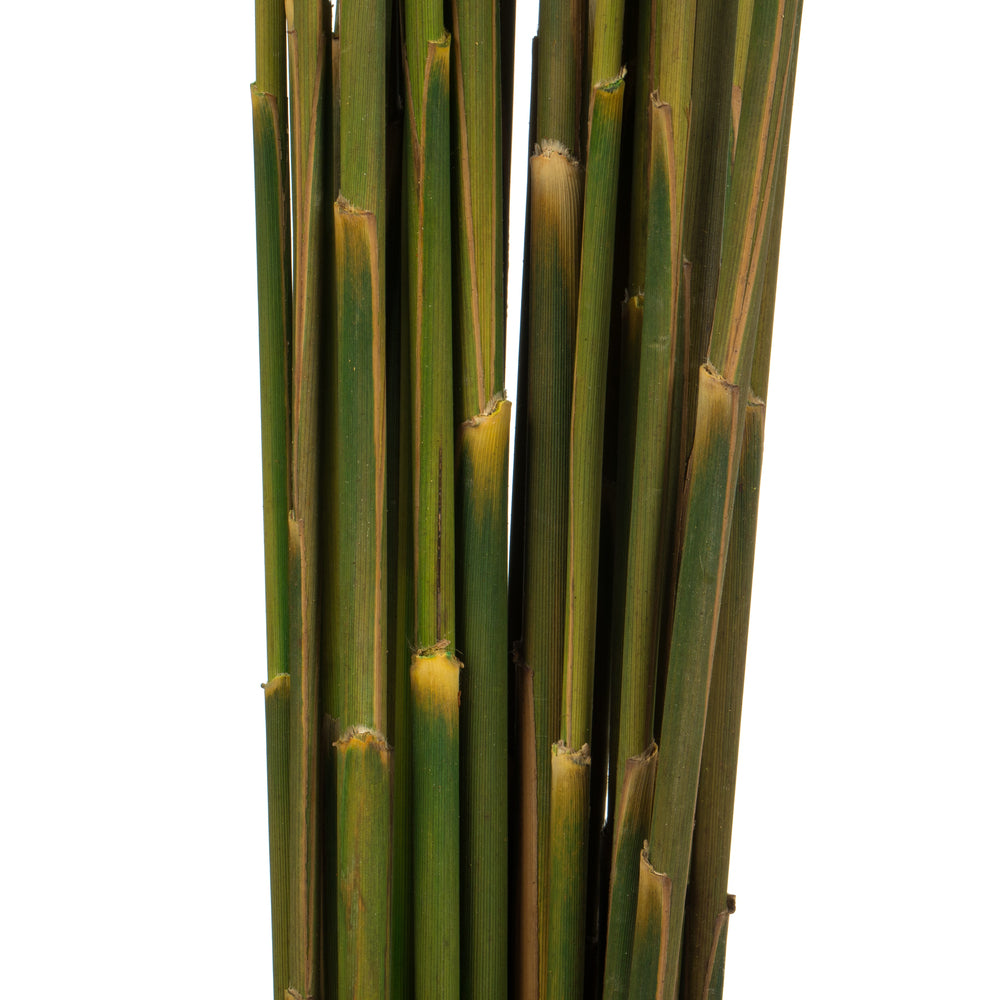 Vickerman 36" Autumn Plume Reed Bundle (15-20 stems) Preserved