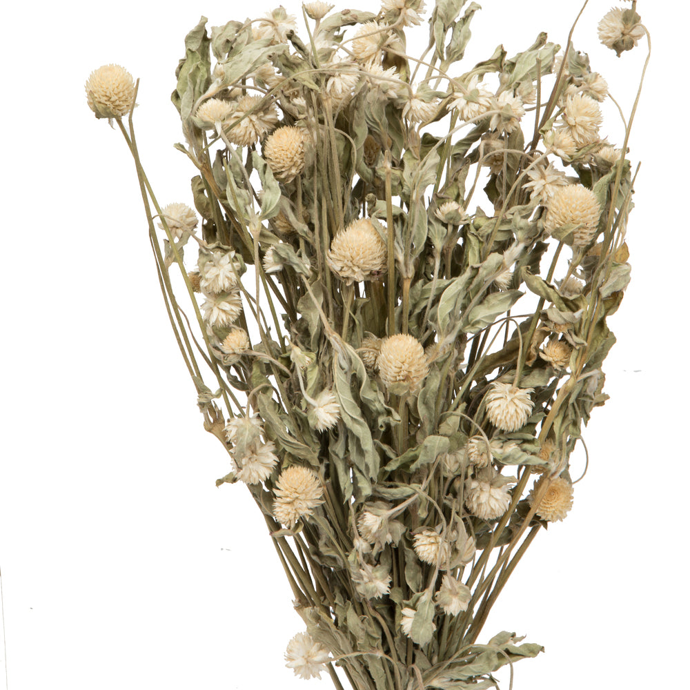Vickerman Natural Botanicals 17-19" Cream Dried Gomphrena Globe Amaranth 4 oz. Bunch.