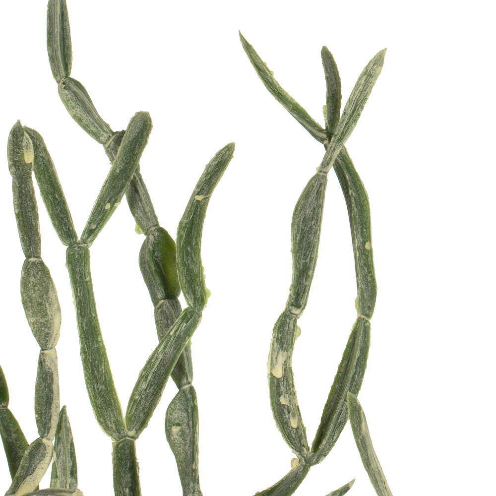 Vickerman 32" Artificial Mixed Green Haworthia Spray. Includes 6 sprays per pack.