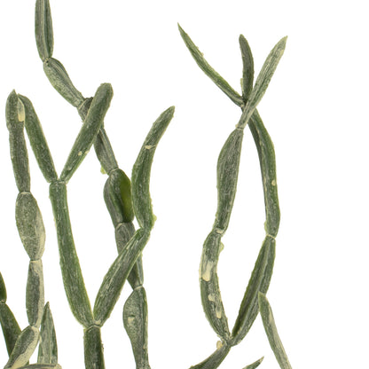 Vickerman 32" Artificial Mixed Green Haworthia Spray. Includes 6 sprays per pack.