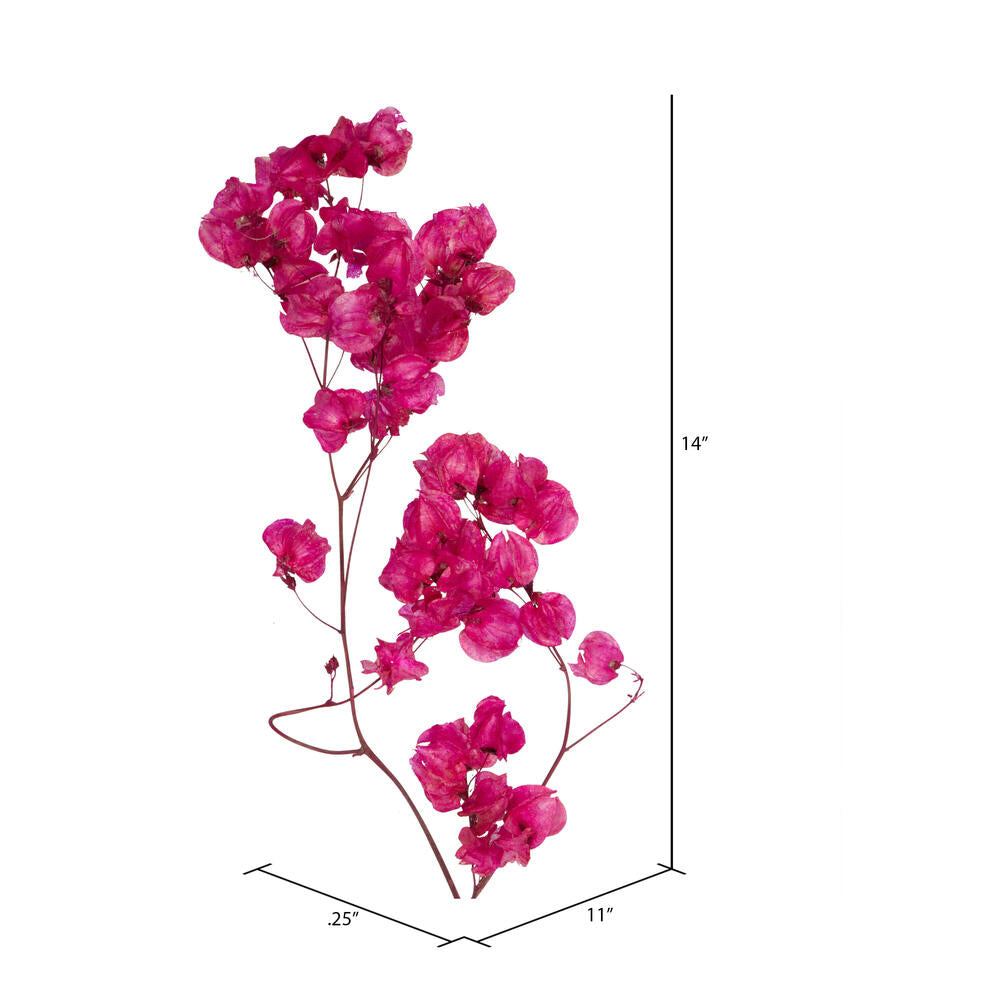 Vickerman 13.5-17" Raspberry Dried Cara Blossom Bundle Preserved.