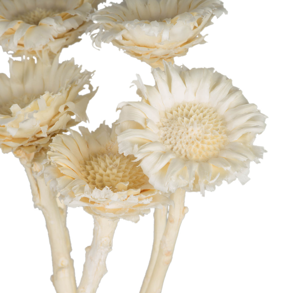 Vickerman 8-12" Bleached Rosette Compacta - Sleeved 5 stems Dried