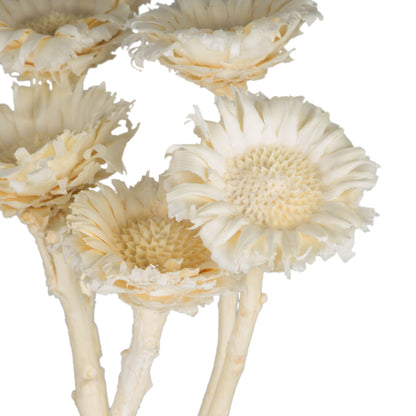 Vickerman 8-12" Bleached Rosette Compacta - Sleeved 5 stems Dried