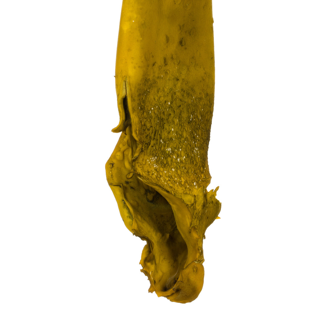Vickerman 36-38" Basil Kelp - (Sea Kelp)  1 piece per pack Dried
