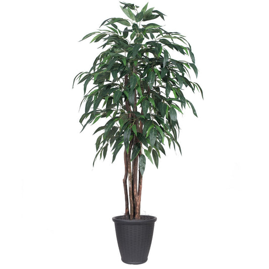 Vickerman 6' Artificial Mango Executive Tree Gray Round Plastic Container.