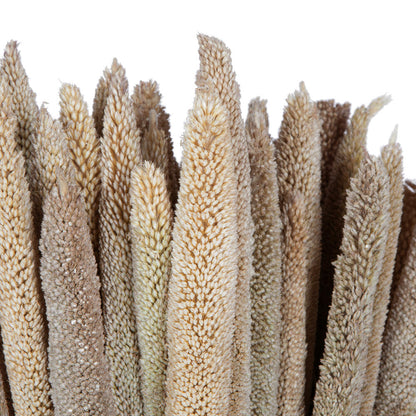 Vickerman Natural Botanicals 24" Babala Natural. Includes 75 pieces per unit.