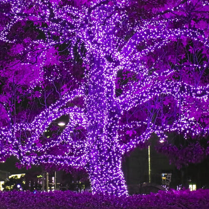 50 Light LED Conical (5MM) Light Set Purple Bulbs on Green Wire, Approx. 17'4" Long