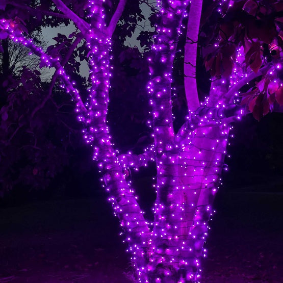 50-LITE 6" SPACING RECTIFIED 5MM CONICAL LED LIGHT SET; PURPLE BULBS; GREEN WIRE, Approx. 25' Long